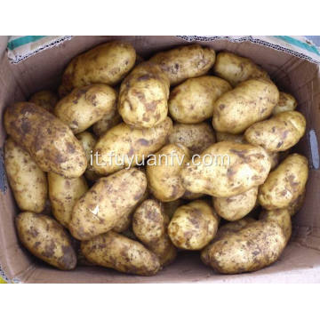 Shandong Tengzhou produzione biologica di patate fresche olandesi